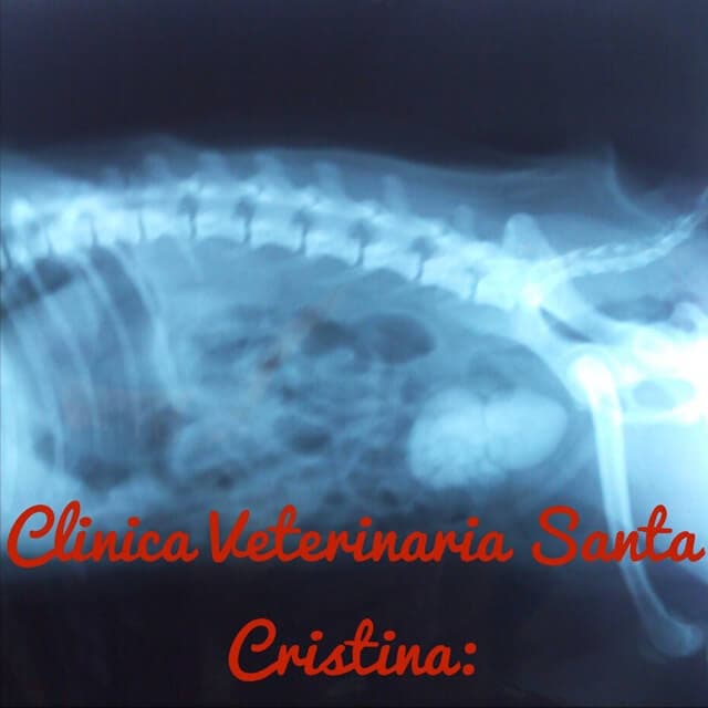 Clínica Veterinaria Santa Cristina
