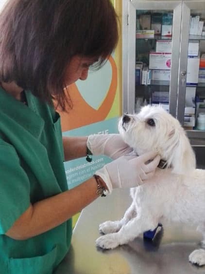 Clínica Veterinaria Santa Cristina